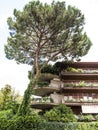 Green Apartment block and tall tree in Rome