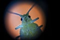 Green aphid or green-fly with big eyes close-up visible in a microscope. Bottom view, defocused