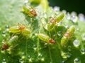 Green aphid Royalty Free Stock Photo