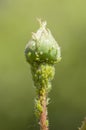 Green aphid insects