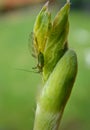 Green aphid on a pea plant Royalty Free Stock Photo