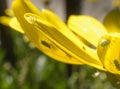 Green aphid on the plant Royalty Free Stock Photo