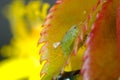 Green aphid on a small leaf of a rose. Close up shot