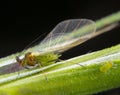 Green aphid with transparent wings and little aphid beside Royalty Free Stock Photo