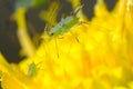 Green aphid on a yellow flower. Close up shot. Small aphid feed on the plant`s sap Royalty Free Stock Photo