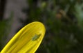 Green aphid on a yellow petal.