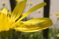 Green aphid on a yellow petal