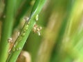 Green aphids, Acyrthosiphon pisum, live and dead, on chives, close-up of a sap-sucking insect from the aphid family