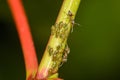 Green Aphids being `farmed` by ants Royalty Free Stock Photo