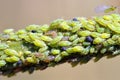 Green aphids on branch Royalty Free Stock Photo