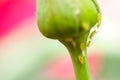 Green aphids, leaf lices forming a row