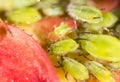 Green aphids on a red leaf in the nature. macro Royalty Free Stock Photo