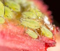 Green aphids on a red leaf in the nature. macro Royalty Free Stock Photo