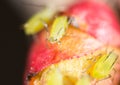 Green aphids on a red leaf in the nature. macro Royalty Free Stock Photo