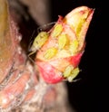 Green aphids on a red leaf in the nature. macro Royalty Free Stock Photo