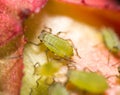 Green aphids on a red leaf in the nature. macro Royalty Free Stock Photo