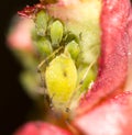 Green aphids on a red leaf in the nature. macro Royalty Free Stock Photo