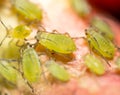 Green aphids on a red leaf in the nature. macro Royalty Free Stock Photo