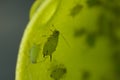 Green aphids suck the sap from a leaf. Colony of plant parasites Royalty Free Stock Photo