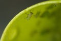 Green aphids suck the sap from a leaf. Colony of plant parasites Royalty Free Stock Photo