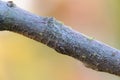 Green aphids on tree branch Royalty Free Stock Photo