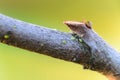 Green aphids on tree branch