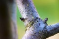 Green aphids on tree branch Royalty Free Stock Photo