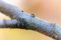 Green aphids on tree branch