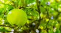 Green apple on a apples tree branch macro zoom in Royalty Free Stock Photo