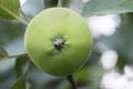 A green apple on a branch close-up Royalty Free Stock Photo