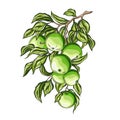 Green Apple branch hand draw vintage clip art Royalty Free Stock Photo