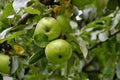 Green apple called `Brettacher` - Malus domestice - before harvest on the tree between leaves on the branch Royalty Free Stock Photo