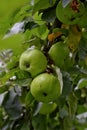Green apple called `Brettacher` - Malus domestice - before harvest on the tree between leaves on the branch Royalty Free Stock Photo