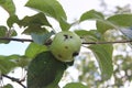 Green apple damaged by a worm on a branch