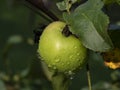 Green apple with dew drops Royalty Free Stock Photo