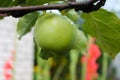 Green apple fruit hanging on a tree branch