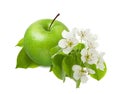 Green Apple fruit with leaf and flower on branch isolated on white background as part of package design Royalty Free Stock Photo