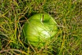 Green apple on grass Royalty Free Stock Photo