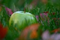 Green apple in the grass Royalty Free Stock Photo