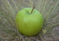 Green apple on grass Royalty Free Stock Photo