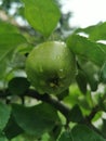 Green apple. Royalty Free Stock Photo