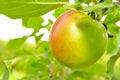 Green Apple Growing on Apple Tree Royalty Free Stock Photo