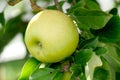 Green apple growing on tree. Royalty Free Stock Photo