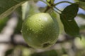 A green apple growing in the tree covered with water droplets Royalty Free Stock Photo