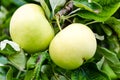 Green apple growing on a tree Royalty Free Stock Photo