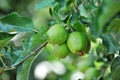 Green apple growing on the tree. water drops Royalty Free Stock Photo