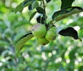 Green apple growing on the tree.  water drops Royalty Free Stock Photo