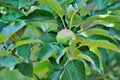 Green apple growing on the tree. water drops Royalty Free Stock Photo