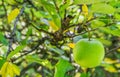 Green apple hanging on a apples tree branch close up Royalty Free Stock Photo