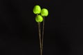 Green apple hanging on a rope like balloons. Black background Royalty Free Stock Photo